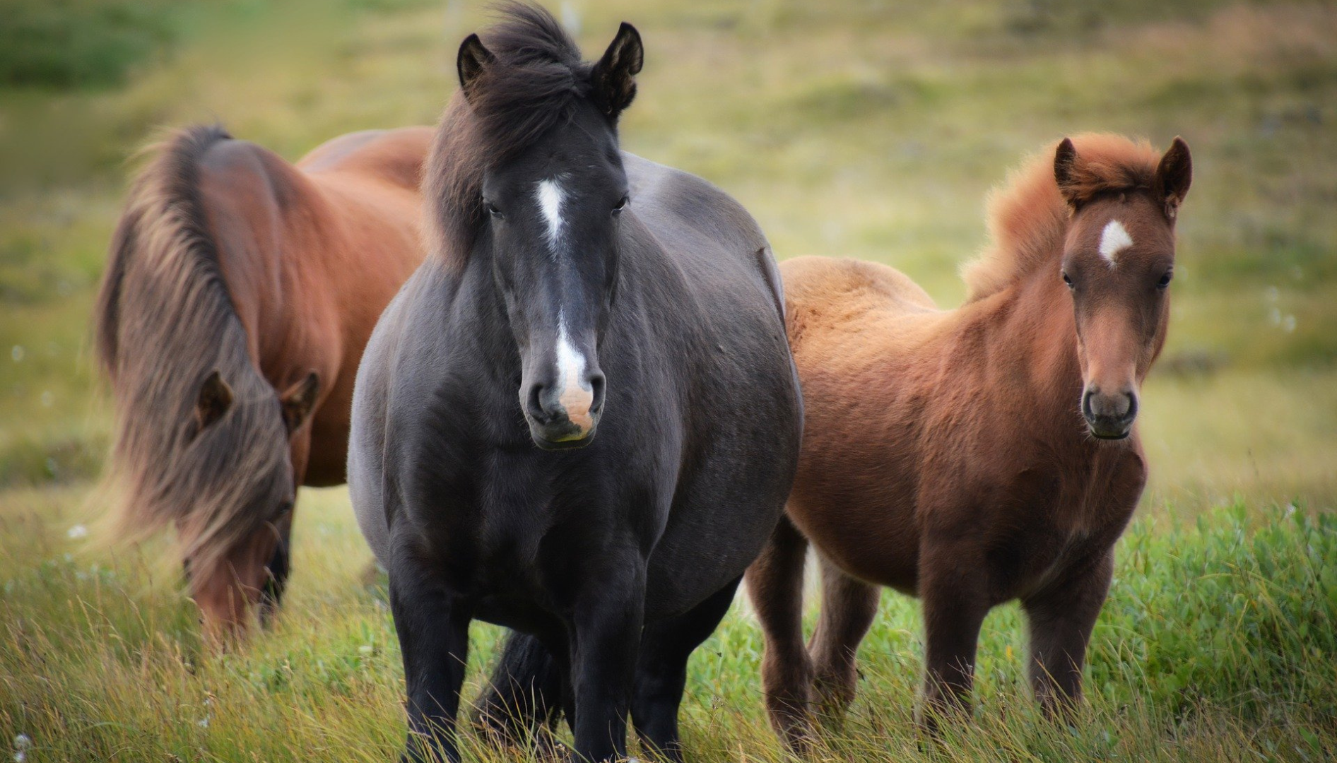 Imagem mostrando alguns cavalos
